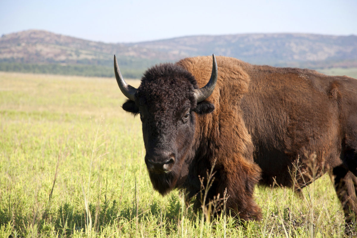 A photograph of a bull buffalo on a reserve in Oklahoma.