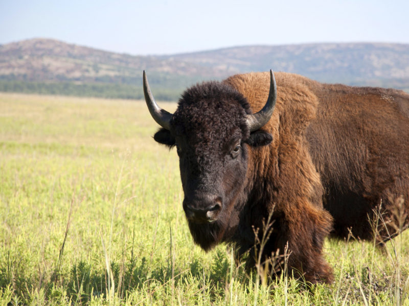 A photograph of a bull buffalo on a reserve in Oklahoma.