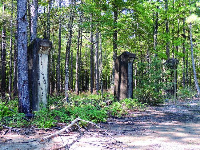 Nature has swallowed most of Camp Livingston, but concrete pillars from the old gymnasium remain. (Courtesy William R. Coulson)