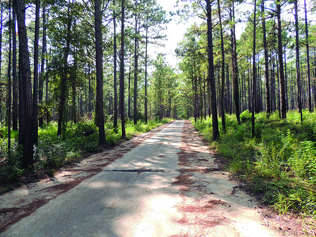 A long-neglected road leads through old Camp Claiborne. (Courtesy William R. Coulson)