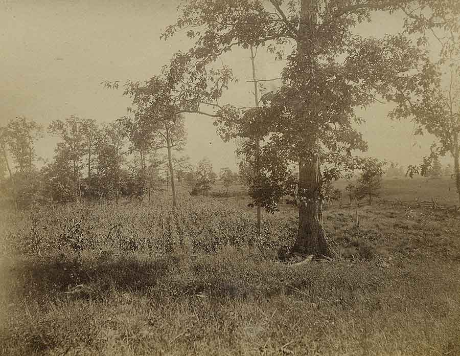 #39 | Sept. 18, 1891 | 4 p.m. The great corn field beyond “What was the ‘East Wood’ in 1862, at Antietam. ‘The great corn field’ beyond (to the right of the picture). Joins view No. 38. Camera (as in No 36 & 38) on the knoll where the 128th Penn. first stood. In 1862 the woods extended a few yards west of the fence here seen. Potatoes and corn take the place of great oaks, of which one only remains hereabouts as seen in this picture. Looking west and south.” (Courtesy of John Banks)