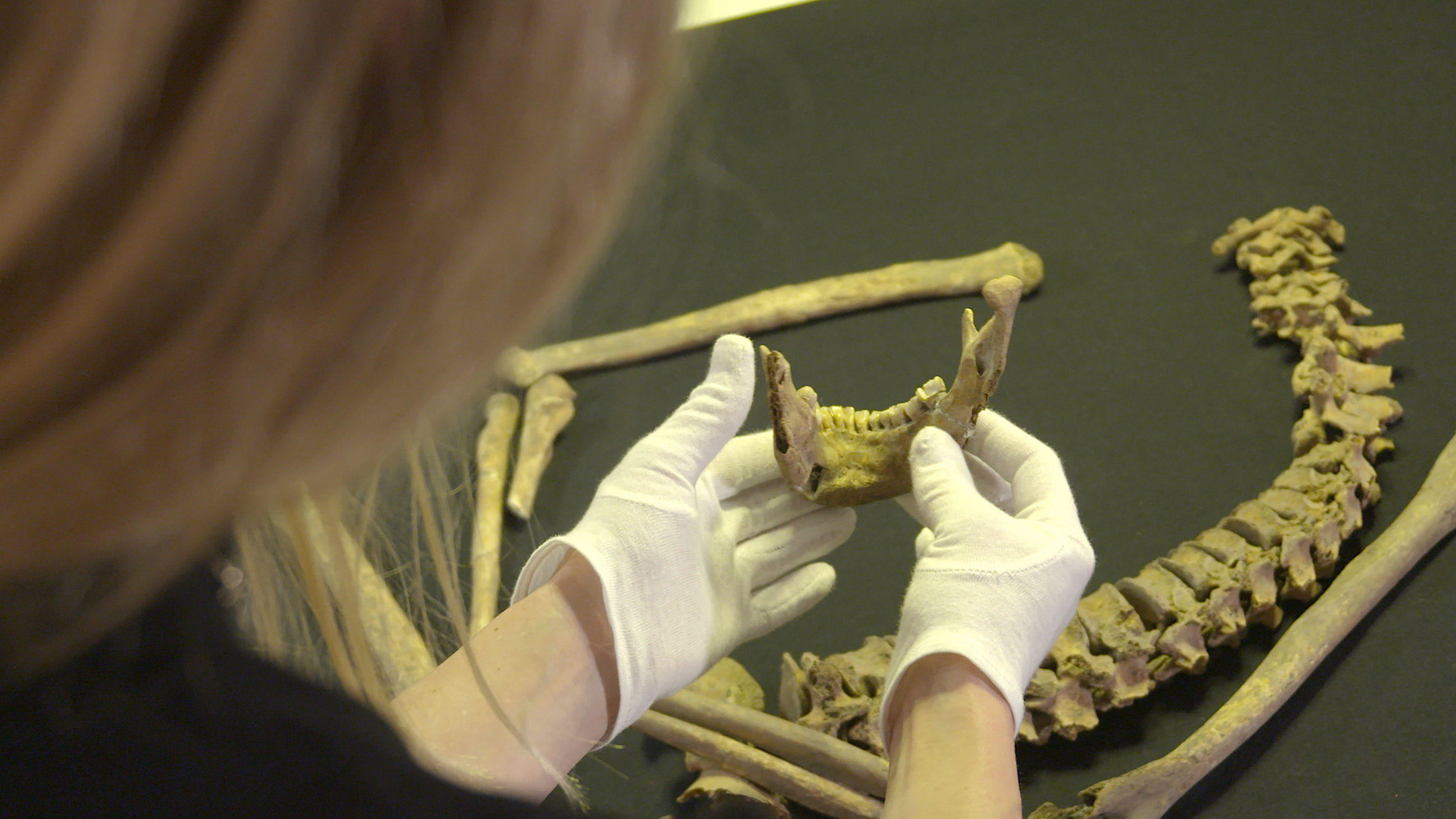 Scientist examines the lower jaw and other skeletal remains from grave Bj 581. (Courtesy of Peignoir Prod)