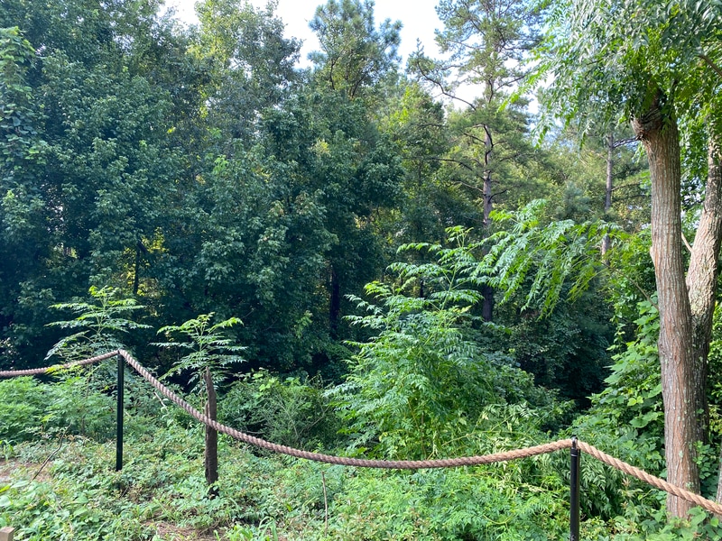Pvt. Felix Hall's badly decomposed corpse was found in this Fort Benning, Georgia ravine after he disappeared in February 1941. Hall, the only known lynching victim to have died on a U.S. military base, was bound and hung here. On August 3, 2021, the Army dedicated a memorial plaque for him. (Staff/Davis Winkie)