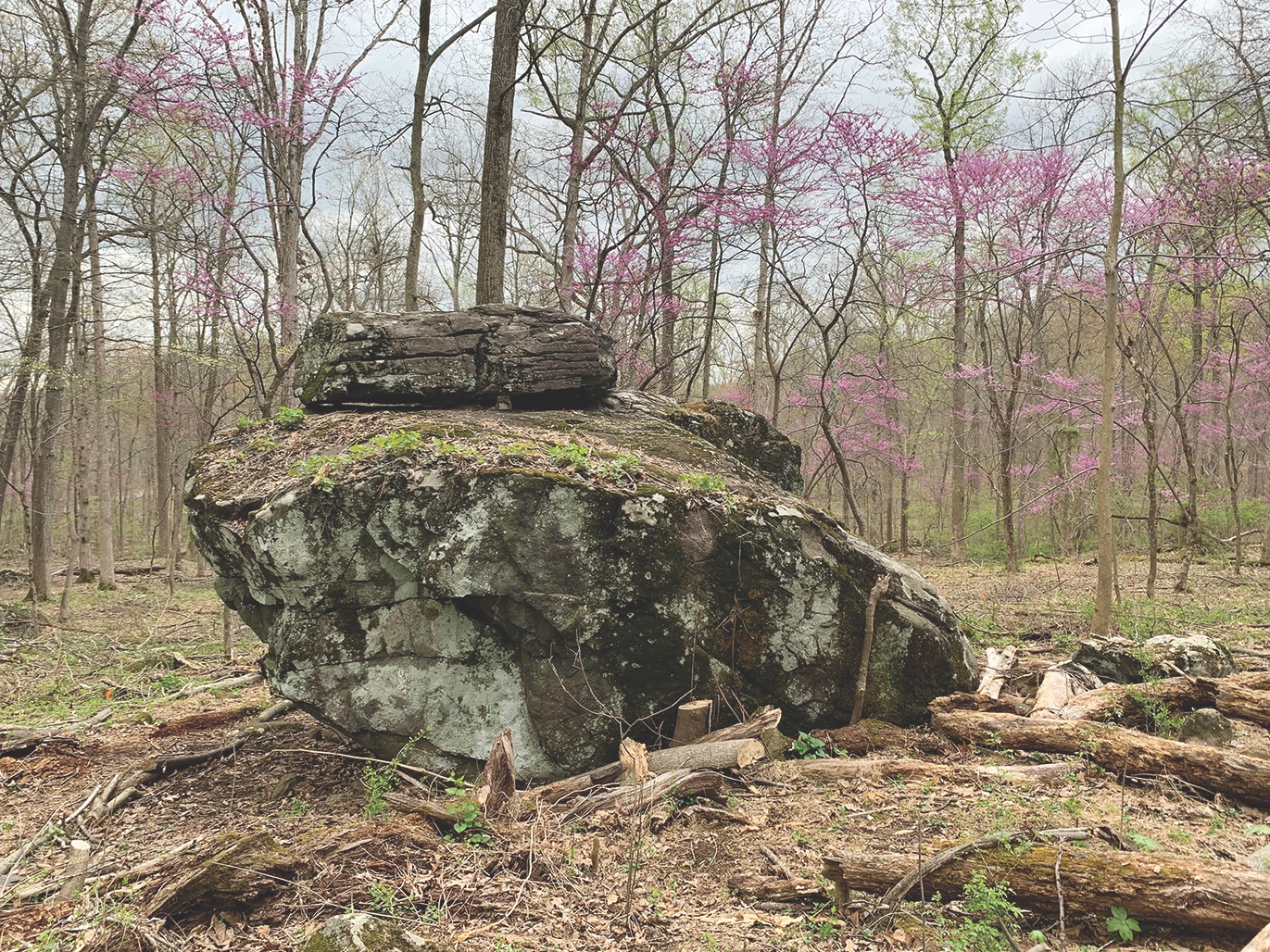 Landmark Forbes Rock, left, was cloaked in thick vegetation until the landscape restoration. (Photo by Melissa A. Winn)