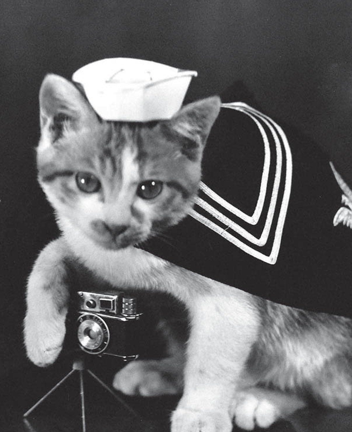 Cats in the Navy: Book Explores the Secret Life of Sea Cats