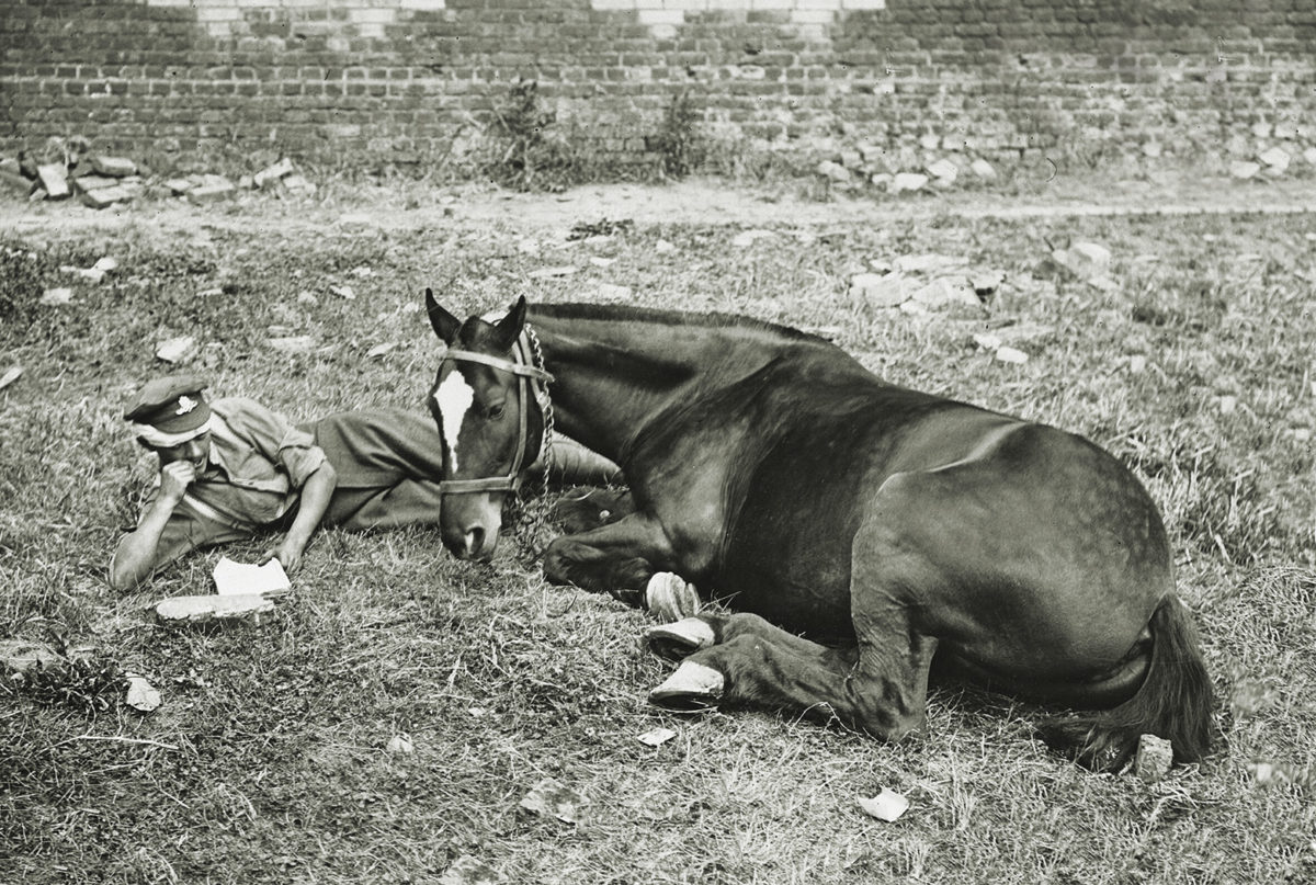 ww1-royal-vets-horse-relax