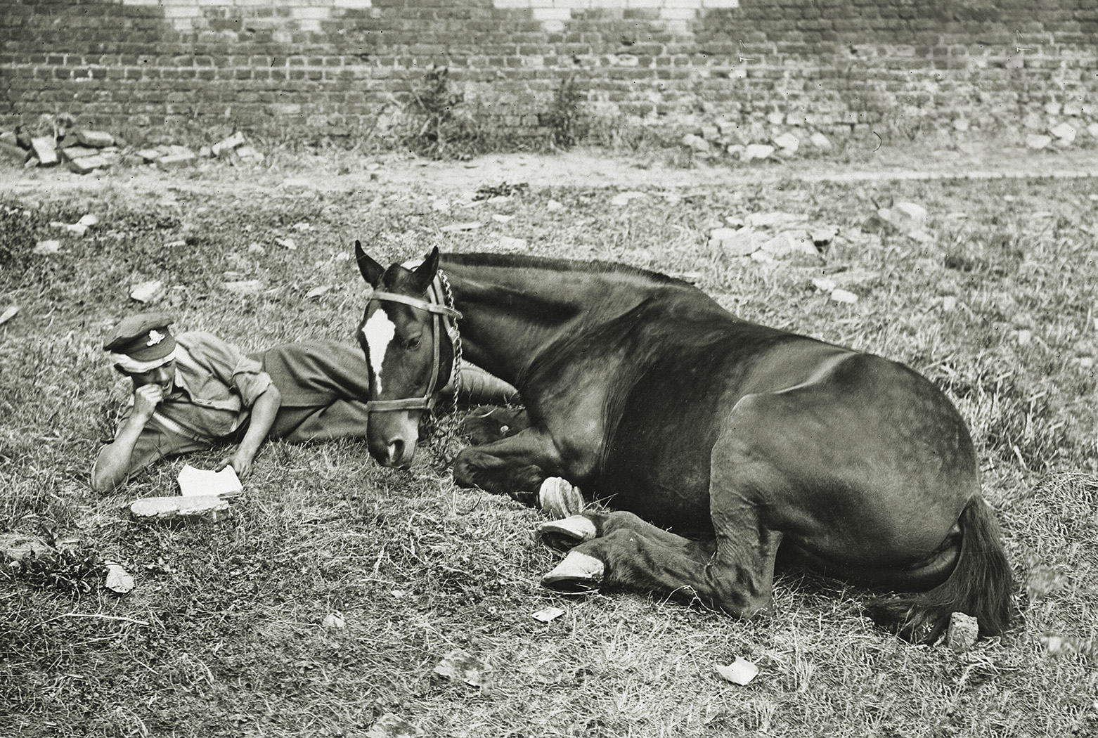 How the British Cared for Military Animals During WWI