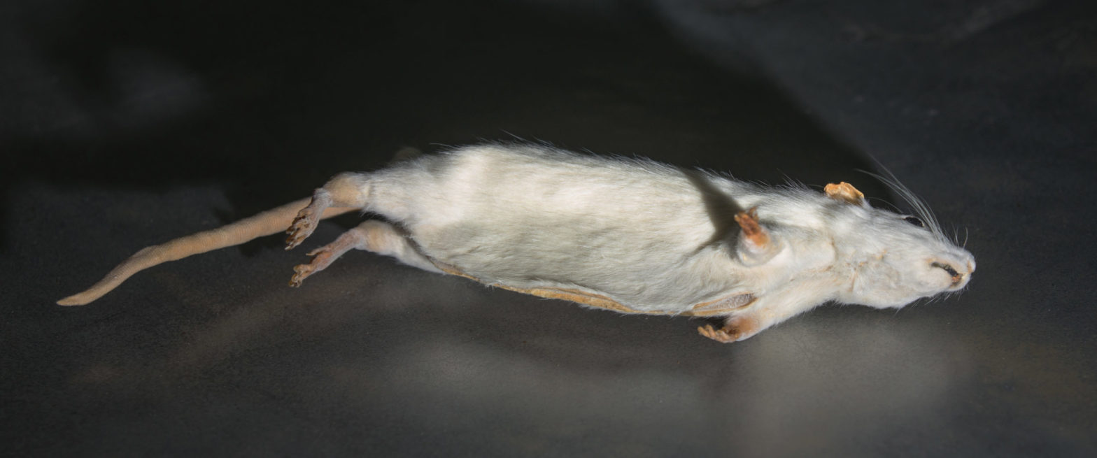 Cold War Devices of Deception