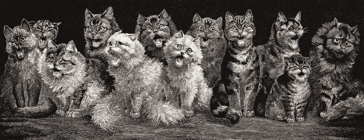 Group of meowing cats