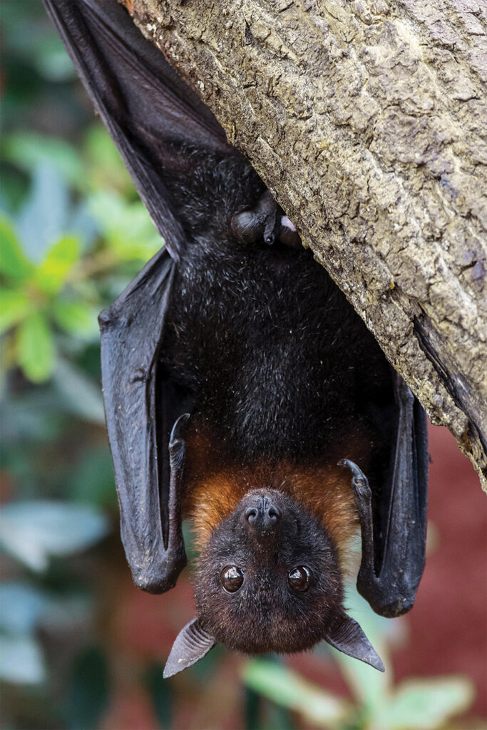 Photo of a Lyle's flying fox (Pteropus lylei) native to Cambodia, Thailand and Vietnam, male hanging upside down from hind feet in tree.