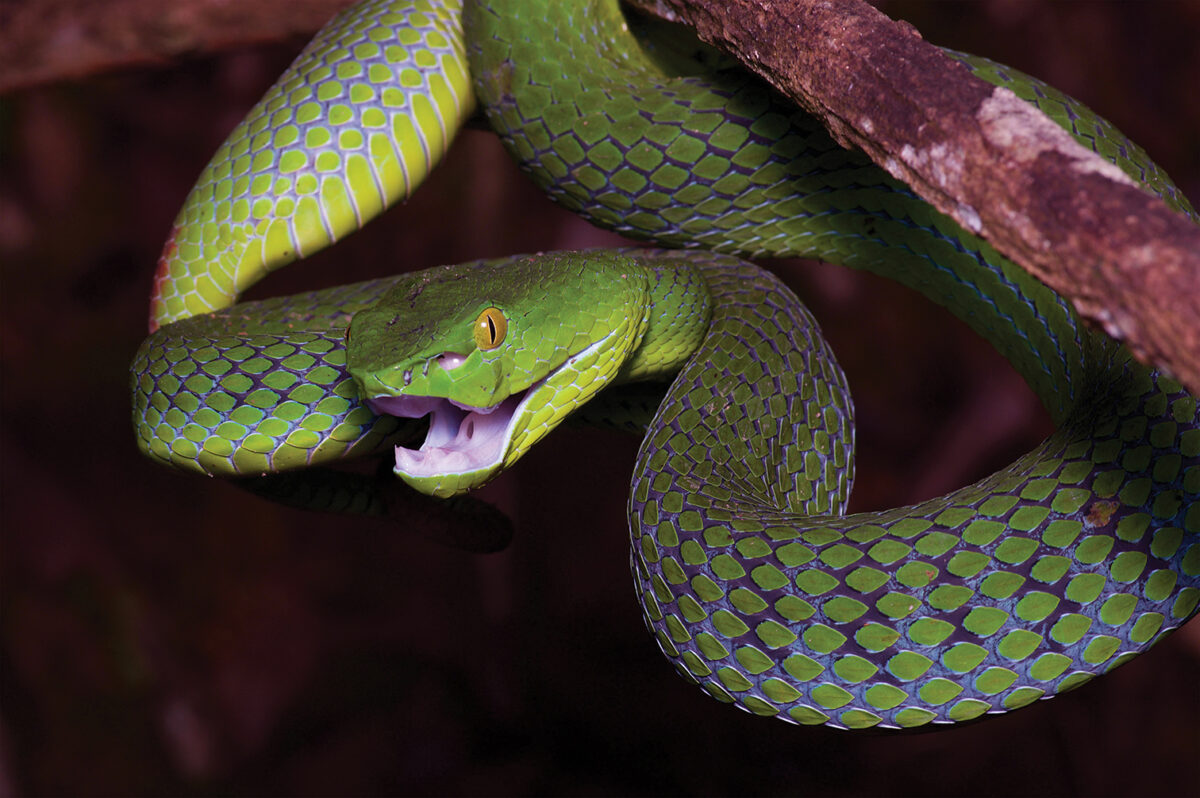 Photo of a female Siamese Peninsula Pit Viper (Trimeresurus fucatus) in the rainforest at night at Fraser's Hill, Pahang, Malaysia
