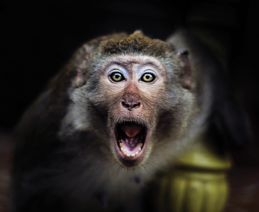 Photo of a monkey on the Monkey Island, Ha Long Bay, Vietnam.