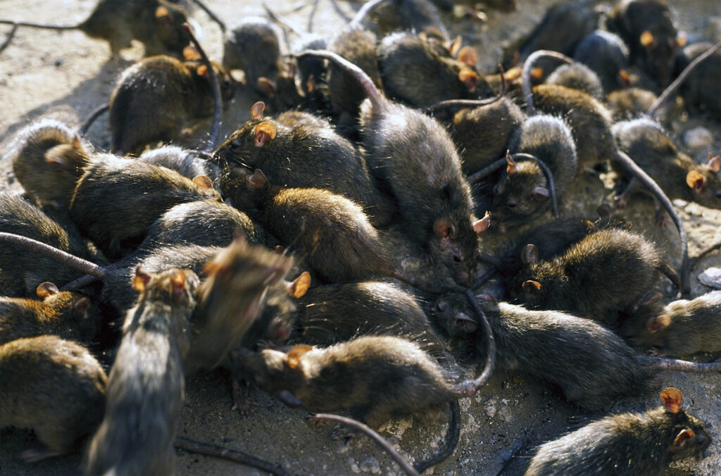 Photo of black rats.