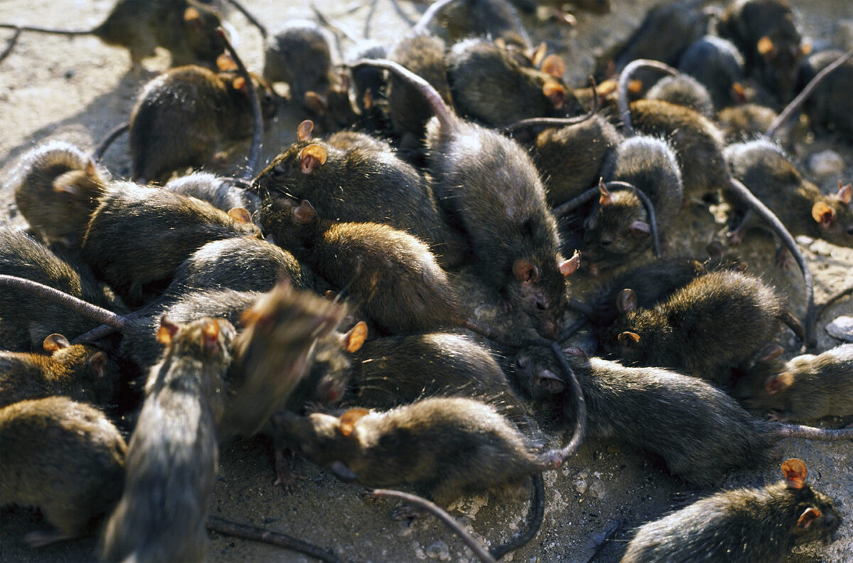 Human Enemies Weren't the Only Thing That Were Lethal to U.S. Troops in ...