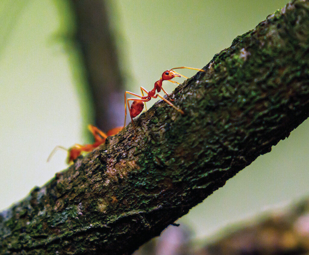 Photo of ants in the jungle of Ninh Binh in Vietnam.