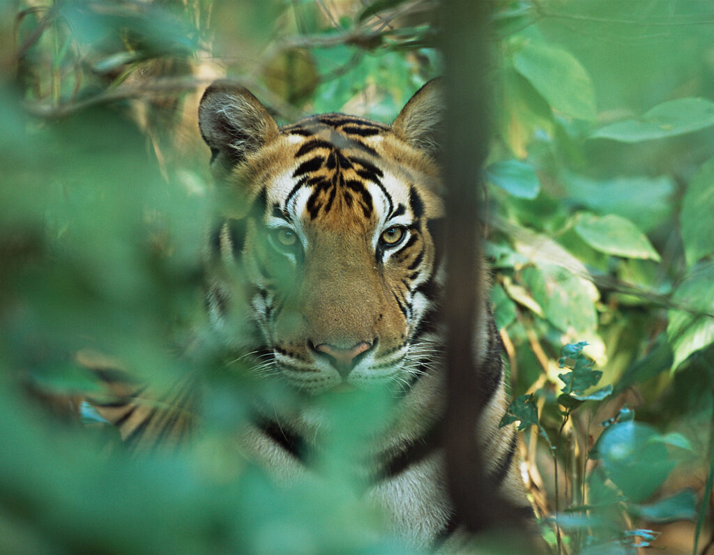 Photo of a Bengal tiger (Panthera tigris tigris) looking through foliage, Kanha Tiger Reserve, Madhya Pradesh, India.
