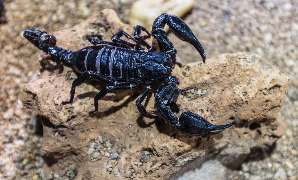 Photo of a black scorpion Heterometrus longimanus of the Scorpionidae family is usually identified as the Asian forest scorpion, typically found in tropical Asia. Black scorpions live under logs and rocks. Asian forest scorpions are often confused with ordinary black scorpions or Malaysian forest scorpions Heterometrus spinifer. The two are similar but they are distinct species. Black scorpions' venom is usually not lethal but has a strong sting. A black scorpion is around 10 cm in length.