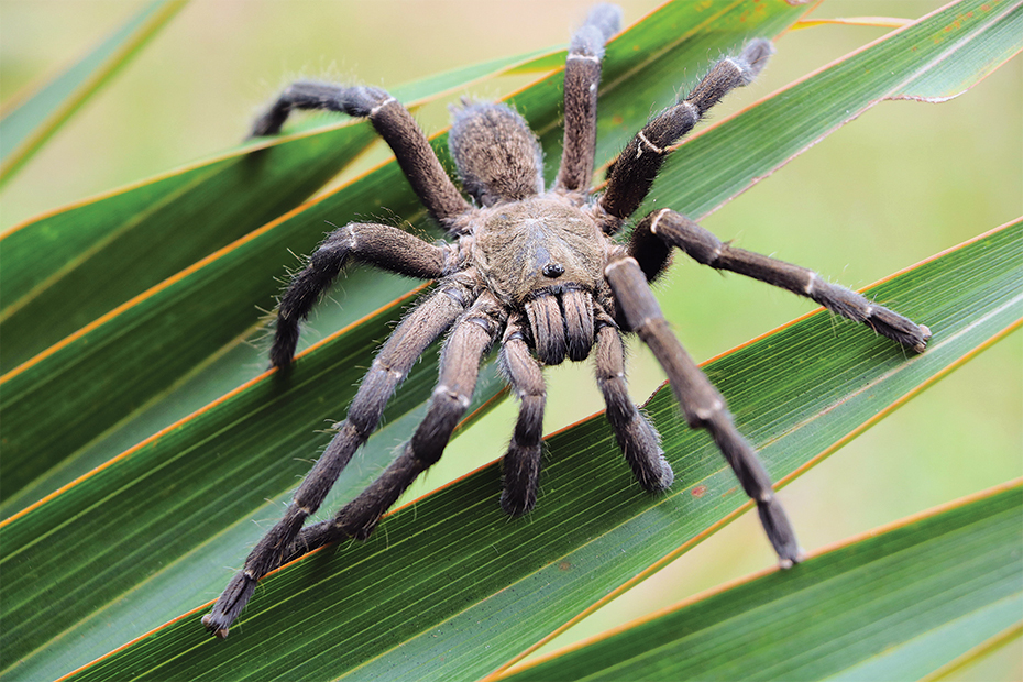 Photo of a Vietnamese tiger tarantula spread on leaves in Vientiane, Laos