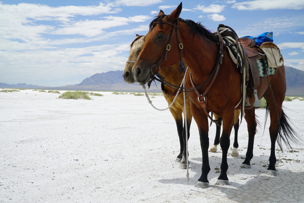 Horses in the Great Salt Lake Desert