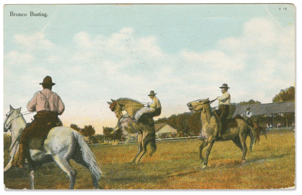 Postcard showing bronco busting