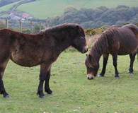 Firm and stocky, wild Exmoor ponies are adapted to a wind-swept habitat
