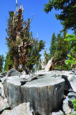 The remains of Prometheus can still be seen in Great Basin National Park. Bristlecone pines are found in only six Western states. They typically grow 40 to 60 feet tall on exposed slopes or ridges above 6,500 feet. (Courtesy of Andrew Carroll)